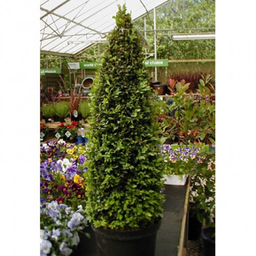 Box Buxus sempervirens Topiary Pyramid 50-60cm  | ScotPlants Direct